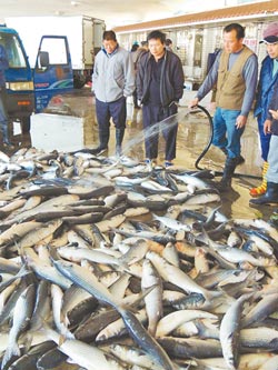 烏呼哀哉台中港漁民昨捕獲上萬尾烏魚,一批批的烏魚卸貨,灑滿了魚市場地板。(趙麗妍攝)