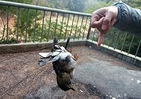 津沙公園4日再發現1隻亡鳥掛在不明鳥網上。(圖:馬祖野鳥學會理事長王建華提供)