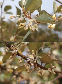 &#26924;梧花／圖與文：林冰芳