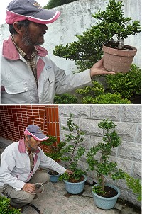 劉金灼一雙巧手,將濱柃木變成更具觀賞價值的盆景,並把相關栽培技術轉移給社區發展協會。(圖/文:陳其敏)