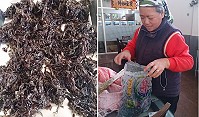 　莒光紫菜進入產期，西莒紫菜達人周美容喜歡在菜埔澳外海採集，這時候的紫菜吃起來相當有脆度。（圖：陳善澔提供）