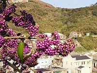 西莒田澳普螺山原生紫珠。(圖:陳善澔提供)
