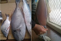 左圖中間為「剝皮魚」,6日在西莒坤坵定置網捕獲,一般1斤半「剝皮魚」在魚尾兩側各劃一刀,整塊魚皮剝下,也是離島饕客製作生魚片食材。(圖:西莒田澳友誼山莊陳善澔提供)
