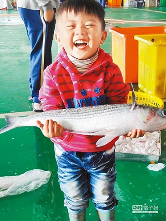 難得過了汛期,還能看到野生烏魚,東石魚市場一名小男童抱著烏魚笑開懷。(呂妍庭攝)