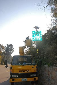 　南竿地區部分路段因行道樹生長茂密，遮蔽路標，恐影響旅客駕駛方向與安全性縣府交通局昨天會同建設局著手修剪。（圖／文：邱竟瑋）