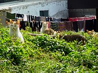 　「躲」在陽光下。（圖／文：陳其敏）