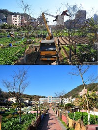 歡樂年節近了,山隴境白馬尊王廟積極進行蔬菜公園火樹銀花佈景裝飾工作,還特別調來雲梯車協助裝設,與去年最大的改變是今年看不到「同心源」燈廊了,主因就是電費好貴!(圖/文:曹重偉)