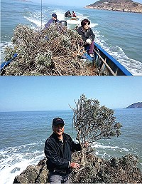 　北竿王樹欽25日到大坵島採擷紫菜，船過小坵發現野生海芙蓉，並採集10餘株，他在小坵島尾的礁岩上手持拔起的天然海芙蓉。（圖：王樹欽提供）
