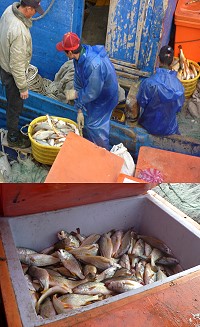 大量「鰆仔」游進東引海域,每艘漁船都喜孜孜迎新年。(圖/文:陳其敏)