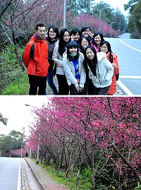 春節連假過後,南竿山線山櫻花這幾天提前綻放,隨著高中、大學生假期接近尾聲,吸引不少旅台學子趕在返台之前前往欣賞,順便來個戶外同學會,賞櫻加上美景,讓友情升溫不少。(圖/文:曹重偉)