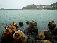 　鷗鳥進港。（圖與文：陳其敏）
