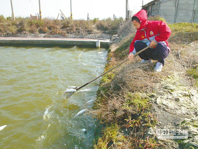 氣溫驟降,台西沿海地區有3、4000尾虱目魚遭凍斃,漁民無奈打撈。(張朝欣攝)