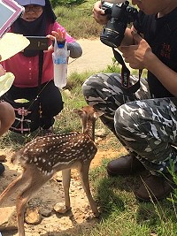 大坵島發現初生小鹿,超萌卡哇伊模樣讓遊客驚喜。(圖:莒光陳彩琳提供,文:陳鵬雄)