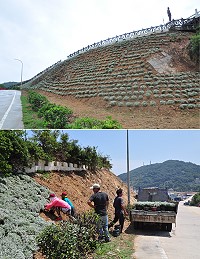蔣公紀念公園下方山坡地已全面改種馬祖原生種海芙蓉。(圖/文:馮紹夫)