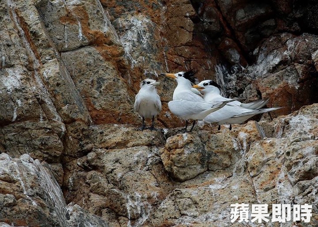 全球僅50隻的黑嘴端鳳頭燕鷗馬祖繁殖「小黑仔」(左一),親鳥在一旁守護。王建華提供