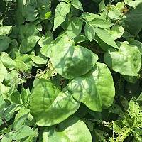 　門前的野味。（圖／文：林冰芳）