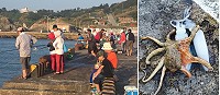 夏日傍晚猛澳港區小魚群吸引釣手聚集,偶爾也有石斑、軟絲等意外訪客。(圖/文:林冰芳)