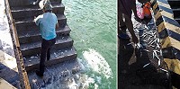 撿魚趣／圖：鄭智新提供、文林冰芳