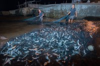 鯷魚季正式到來!岸邊已湧現不少釣客,橋仔率先開始牽罟,網獲驚人。(圖:周小馬、星漾民宿)