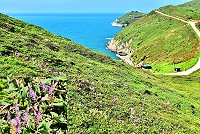 這個時節,東引的海岸山坡很繽紛,紅藍石蒜、長萼瞿麥、棉棗兒競相爭艷。(圖/文:陳其敏)