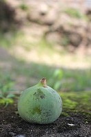 　我是薜荔，果實雖然和愛玉長得很像但是我不能食用。（圖／文：林冰芳）