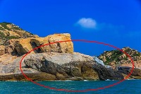 　海獅上岸。（ 圖：曹以鋒提供   文：陳鵬雄）