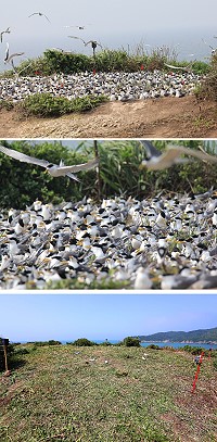 　林務局與連江縣政府建設局、台大森林系、台北鳥會等在北竿鐵尖島放置假鳥與自動照相系統，成功達到誘鳥及調查目標。（圖：林務局提供）