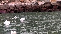 　北竿漁工船引進新型定置網，在近岸大規模下網搶魚。（圖：漁民提供）