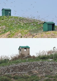 大陸浙江舟山群島韭山列島的鐵墩島和鴨雀山今年出現大批燕鷗。(圖:洪崇航提供,文:陳鵬雄)