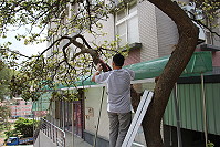 　建設局昨日放置白蟻誘餌，解決地區樹木蟲害問題。（圖／文：吳嘉榮）