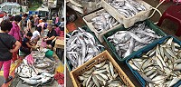 大潮水,連日來北竿定置網、東莒刺網捕獲大批鮮魚,集中運送南竿拋售。(圖:宋志富)