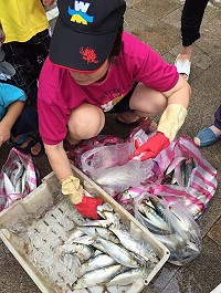 　漁民單層網捕獲大批&#39982;魚，30日近午在山隴街頭論簍拋售，搶售一空。（圖：宋志富）