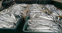時序入秋漁汛期到,橋仔漁民捕獲大量白帶魚。(圖/文:陳鵬雄)