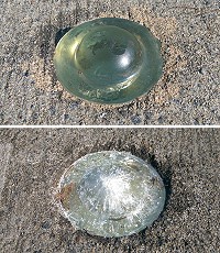 北竿壁山道路反光鈕(貓眼石)疑似遭怪手輾碎,正常反光鈕(上圖)在夜間有反光作用,受損(下圖)的則失去功能。(圖/文:陳鵬雄)