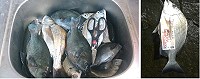 東北季風吹起也代表魚汛期的到來,目前白格、黑毛已經有不錯的體型出現。(圖:西莒友誼山莊、東莒東旭磯釣民宿提供)