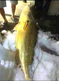 大陸平潭漁民釣1隻重達140斤黃唇魚,開價450萬人民幣欲收購。(大陸騰訊網)