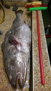 　超級大鮸魚。（圖與文：陳鵬雄）