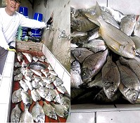 北竿燕鷗保護區解禁,首日登島漁民釣客全部大豐收,享受大咬樂趣。(圖:梅花公主號提供)