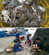 定置網汛期到,橋仔漁民蝦蟹進入產季,現撈的才是馬祖「尚青」。(圖/文:陳鵬雄)
