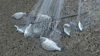 下雜魚引來大量黑鯛,橋仔漁民利用傳統手拋網漁法捕獲數十斤黑鯛。(圖:北竿鄉代林加友提供)