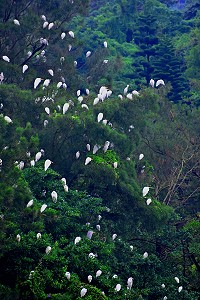 秋日是鳥類過境高峰,東引東湧水庫又迎來數以百計的白鷺鷥、蒼鷺棲息。 (圖/文:陳其敏)