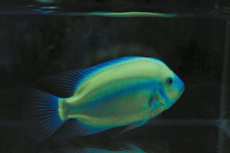 今年觀賞魚博覽會也將展示全球最大的大型螢光魚「天王(King)」,除觀賞外,在醫學、藥物研究能貢獻其價值。 圖/芝林公司提供