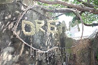 夢罟　圖與文：林冰芳
