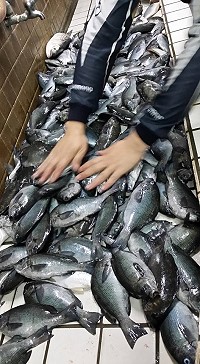 　黑毛大靠，北竿釣友昨天意外在芹壁烏龜島釣獲2百多尾黑毛，裝滿整個魚槽。（圖：釣友提供）