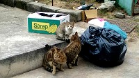 　塘岐住戶反映近年來街道上野貓數量越來越多。（圖／文：陳鵬雄）