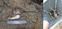 學術單位在北竿燕鷗保護區無人島礁的中島捕獲十多隻老鼠。(圖:臺大森林環境暨資源學系野生動物研究室提供)