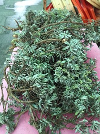 市面上越來越少見的海芙蓉現在也難得看到在家門口晾乾的景象。(圖/文:林冰芳)