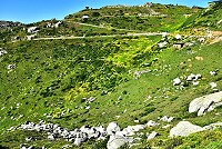 東引「烈女義坑」附近野地,油菊花大肆盛開,蔚成黃澄澄花海。(圖/文:陳其敏)