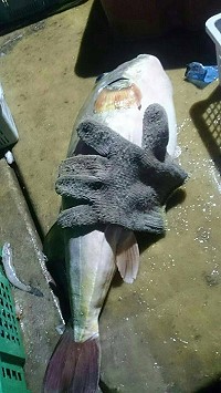 橋仔漁民捕獲罕見重達七斤大河豚,台灣人稱煙仔豚。(圖:王家凌提供)