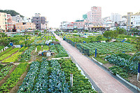 　山隴蔬菜公園轉型有機農業，建設局3階段規劃，明年成為示範園區。（圖／文：吳嘉榮）